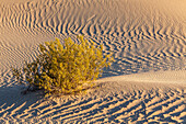 Ein Strauch, der in den Mesquite Flat Sanddünen in der Nähe von Stovepipe Wells in der Mojave-Wüste im Death Valley National Park in Kalifornien wächst