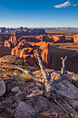 Dead pinyon tree on on Hunt's Mesa with Monument Valley behind in the Monument Valley Navajo Tribal Park in Arizona.