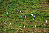 Workers harvesting produce on a farm in the mountains near Constanza in the Dominican Republic.