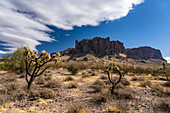 Chainfruit cholla and Superstition Mountain. Lost Dutchman State Park, Apache Junction, Arizona.