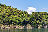 Limestone cliffs & palm groves on the shore of the Bay of Samana in the Dominican Republic.