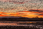 Flocks of snow geese flying into a pond before sunrise at Bosque del Apache National Wildlife Refuge in New Mexico.