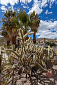 Silver cholla and California Fan Palms on the grounds of Scotty's Castle in Death Valley National Park in the Mojave Desert, California.