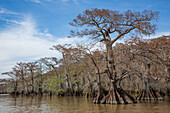 Old-growth bald cypress trees in Lake Dauterive in the Atchafalaya Basin or Swamp in Louisiana.