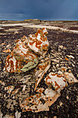 Mit Flechten bedecktes versteinertes Holz in den Badlands des San Juan Basin in New Mexico