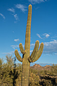 Saguaro-Kaktus im Lost Dutchman State Park, Apache Junction, Arizona
