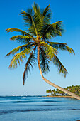 A curved coconut palm over the beach at Bahia de Las Galeras on the Samana Peninsula, Dominican Republic.