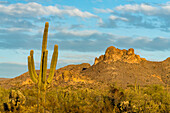 Saguaro-Kaktus im Lost Dutchman State Park, Apache Junction, Arizona