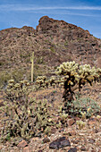 Buckhorn Cholla und Teddy Bear Cholla in der Sonoran-Wüste bei Quartzsite, Arizona