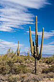 Saguaro-Kaktus und die Four Peaks vom Lost Dutchman State Park bei Apache Junction, Arizona, aus gesehen