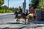Ein Mann reitet auf einem Esel und führt einen anderen beladenen Esel auf der Straße in der Nähe von Bani, Dominikanische Republik