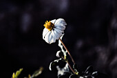 Ein blühendes Schwarzfuß-Gänseblümchen (Melampodium leucanthum) im Big Bend National Park in West Texas