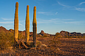 Saguaro-Kakteen, Carnegiea gigantea, vor den Plomosa-Bergen in der Sonoran-Wüste bei Quartzsite, Arizona
