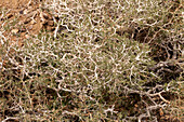 Blackbrush, Coleogyne ramosissima, ist ein holziger Strauch in der Mojave-Wüste im Death Valley National Park, Kalifornien, USA. Auch in den Canyonlands von Utah verbreitet