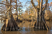 Old-growth bald cypress trees in Lake Dauterive in the Atchafalaya Basin or Swamp in Louisiana.