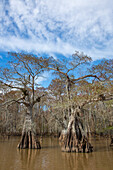 Old-growth bald cypress trees in Lake Dauterive in the Atchafalaya Basin or Swamp in Louisiana.