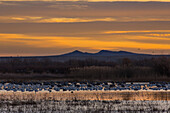 Flock of snow geese & sandhill cranes in a pond before sunrise at Bosque del Apache National Wildlife Refuge in New Mexico.