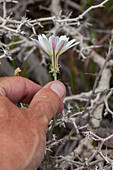 Gravel Ghost, Atrichoseris platyphylla, blüht im Frühling in der Mojave-Wüste im Death Valley National Park, Kalifornien