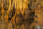 Old-growth bald cypress tree trunks in Lake Dauterive in the Atchafalaya Basin or Swamp in Louisiana.