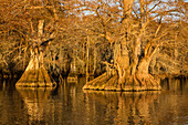 Old-growth bald cypress trees in Lake Dauterive in the Atchafalaya Basin or Swamp in Louisiana.