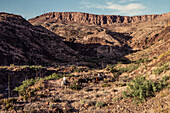 Young children on a horseback trail ride through the Chihuahuan Desert of Big Bend National Park in Texas.