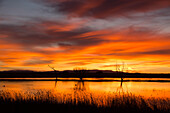 Bunte Wolken über einem Teich vor Sonnenaufgang im Bosque del Apache National Wildlife Refuge in New Mexico. Ein Weißkopfseeadler hockt auf dem Baumstumpf links