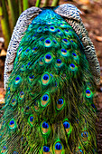 The ocellated tail feathers of a male peacock in the Dominican Republic.