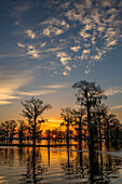 Colorful skies at sunrise over bald cypress trees in a lake in the Atchafalaya Basin in Louisiana.