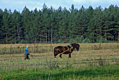 Ein Bauer pflügt mit einem Pferd auf einem traditionellen Bauernhof in der litauischen Provinz Vilnius, nahe der Grenze zu Belarus