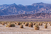 Pfeilkraut, Pluchea sericea, im Devil's Cornfield im Death Valley National Park in der Mojave-Wüste, Kalifornien