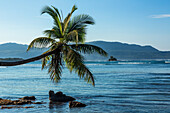 Eine gebogene Kokospalme über dem Strand von Bahia de Las Galeras auf der Halbinsel Samana, Dominikanische Republik