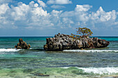 A seagrape tree growing on a limestone islet surrounded by crystal-clear water in Rincon Bay. Dominican Republic.