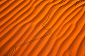 Beetle tracks in the red sand dunes in the Monument Valley Navajo Tribal Park in Arizona.