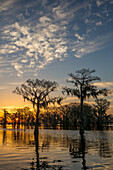 Colorful skies at sunrise over bald cypress trees in a lake in the Atchafalaya Basin in Louisiana.