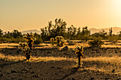 Teddy Bear Cholla, Cylindropuntia bigelovii, in der Sonoran-Wüste bei Quartzsite, Arizona