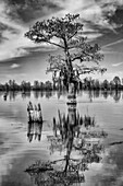 Eine Sumpfzypresse und ein übrig gebliebener Baumstumpf spiegeln sich in einem See im Henderson-Sumpf im Atchafalaya-Becken in Louisiana