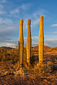 Saguaro-Kakteen, Carnegiea gigantea, vor den Plomosa-Bergen in der Sonoran-Wüste bei Quartzsite, Arizona