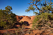 Pinyon-Bäume und erodierter Sandstein im Mystery Valley im Monument Valley Navajo Tribal Park in Arizona