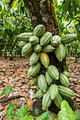 Cacao bean pods on a cacao plantation in the Dominican Republic.