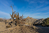 Angel Peak Scenic Area in der Nähe von Bloomfield, New Mexico. Ein uralter knorriger Wacholderbaum mit Angel Peak im Hintergrund über dem Kutz Canyon