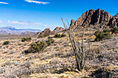 Ein dorniger Ocotillo im Lost Dutchman State Park, Apache Junction, Arizona. Links sind die Four Peaks zu sehen.
