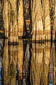 Bald cypress tree trunks reflected in a lake in the Atchafalaya Basin in Louisiana.