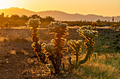 Teddy Bear Cholla, Cylindropuntia bigelovii, in the Sonoran Desert near Quartzsite, Arizona.