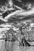 Old-growth bald cypress trees in Lake Dauterive in the Atchafalaya Basin or Swamp in Louisiana.