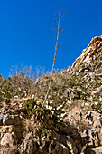 Agaves and prickly pear cacti growing out of a rock face in Box Canyon in the Sonoran Desert south of Tucson, Arizona.