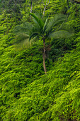 Eine von Farnen umgebene Palme in den Bergen bei Constanza in der Dominikanischen Republik