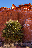 Eine kalifornische Fächerpalme vor den Azteken-Sandsteinformationen in Little Finland, Gold Butte National Monument, Nevada