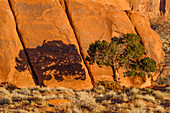 A Utah juniper tree and its shadow on the sandstone wall at sunset in the Monument Valley Navajo Tribal Park in Arizona.