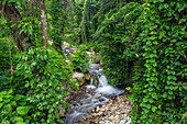 Ein kleiner Bach im Regenwald in der Provinz Barahona in der Dominikanischen Republik. Eine lange Verschlusszeit verleiht dem Wasser ein seidiges Aussehen