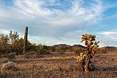 Teddy Bear Cholla, Cylindropuntia bigelovii, in the Sonoran Desert near Quartzsite, Arizona.